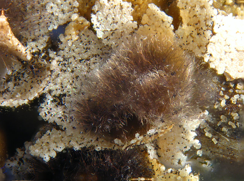Alpe Veglia 2: Lepidoderma crustaceum